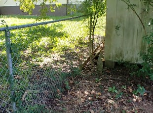 Bush Trimming by Jeremy Locke for Marjorie M. in Knoxville, TN