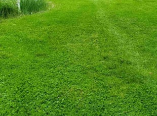 Paola M.'s Yard Cutting service result