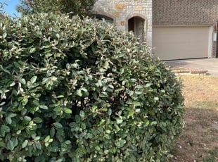 Bush Trimming by Samuel Rueda for Erika D. in Austin, TX