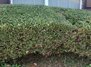 Bush Trimming by Virgil Greene for Samia B. in Stockbridge, GA