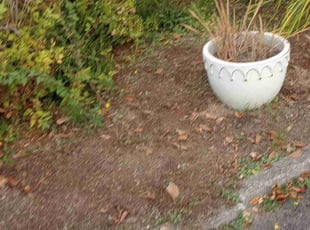 Weeding by Justin Skaar for Eric W. in Steilacoom, WA
