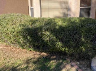 Bush Trimming by John Cross for Andrew N. in Phoenix, AZ