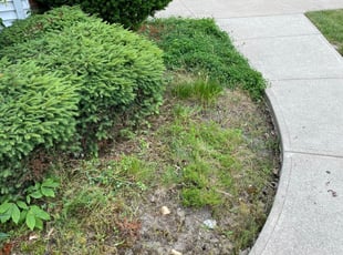 Weeding by Doug Metzel for Jacques P. in Strongsville, OH