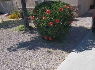 Bush Trimming by Juan Carlos Laurean Lozoya for Samantha S. in Chandler, AZ