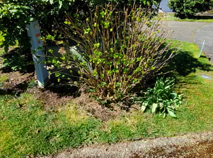 Bush Trimming by Coben Varland for Wenwei J. in Kirkland, WA