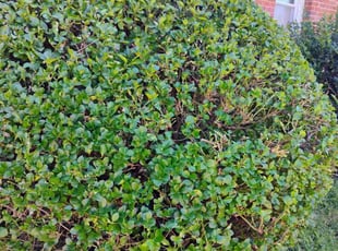 Bush Trimming by Luis Velasco Iraheta for Mr. G. in Washington, DC