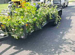 Bush Trimming by Jamil Hafeeza for Marsha P. in Willingboro, NJ
