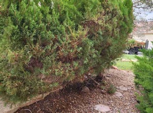 Cleanups by Alfredo Melling for Patty F. in Las Vegas, NV