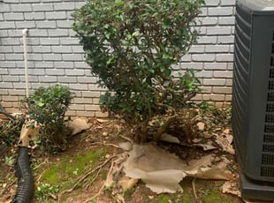 Bush Trimming by Brandon Cummings for Garryl R. in Atlanta, GA