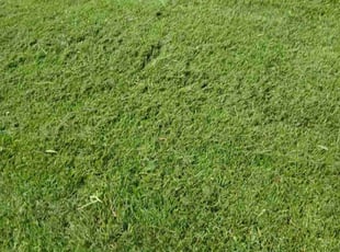 Katie C.'s Lawn Service service result