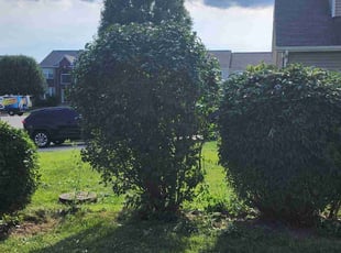 Bush Trimming by Erik Bullens for Thomas J. in Greenwood, IN