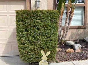 Bush Trimming by Hugo Lopez for Matthew . in Menifee, CA