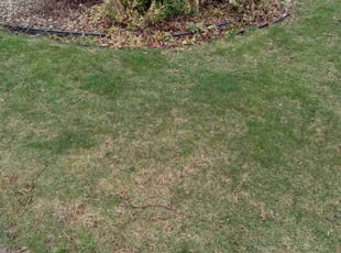 Bush Trimming by Kevin Rhyne for Sean G. in Madison, WI