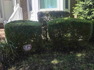 Bush Trimming by Green Juniper for Alice C. in Cary, NC