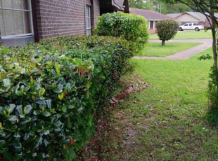 Bush Trimming by Johnny Hall for James J. in Jackson, MS