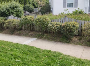 Bush Trimming by Allan Roberts for Austin G. in Bethesda, MD