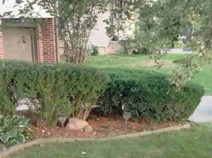 Bush Trimming by Charles Hamlin for Julie G. in Papillion, NE