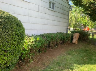 Bush Trimming by Angel Figueroa for Cynthia L. in Randallstown, MD