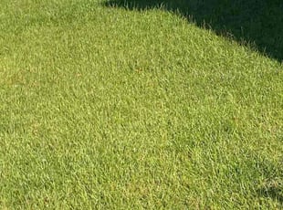 Roxie W.'s Lawn Mowing service result