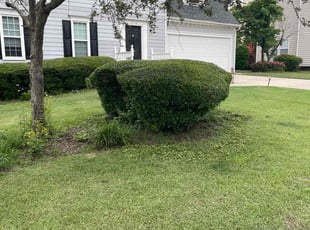 Bush Trimming by Derrick Crudup for Billy W. in Raleigh, NC