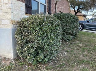 Bush Trimming by Stephen Robles for Dorian L. in San Antonio, TX