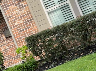Bush Trimming by Paz Silva for Michael M. in Houston, TX
