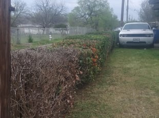 Bush Trimming by Adolfo Herrera for CAROLYN B. in San Antonio, TX