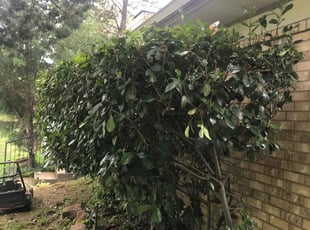 Bush Trimming by Juan Uribe for Allison J. in Cedar Hill, TX