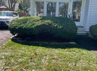 Bush Trimming by Jose Sanchez for Martin F. in Aurora, IL