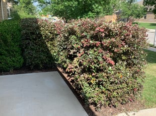 Bush Trimming by Cayce Brown for Latisha R. in Round Rock, TX
