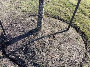 Weeding by Efrain Perez for Mayra A. in Cypress, TX