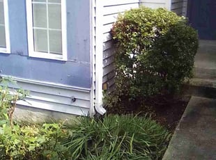 Carlos L.'s Bush Trimming service result