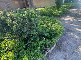 Bush Trimming by Lacy Dixon for Gwendolyn D. in San Antonio, TX