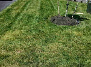 Pamela B.'s Lawn Maintenance service result
