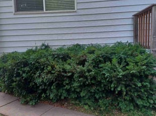 Bush Trimming by Mekey Musa for Tara T. in Saint Paul, MN