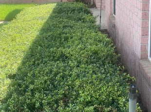John C.'s Bush Trimming service result