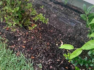 Weeding by Warren Thomas for Emily W. in New Orleans, LA