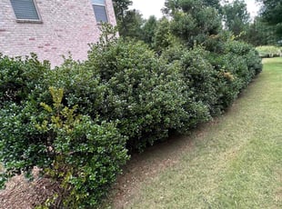 Bush Trimming by Jamaul Cheddie for John S. in Hampton, GA