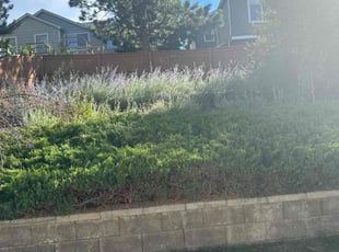 Bush Trimming by Justin Hands for Colleen R. in Littleton, CO