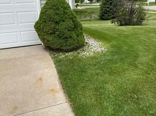 Bush Trimming by Gio Puente for Victor G. in Hudsonville, MI