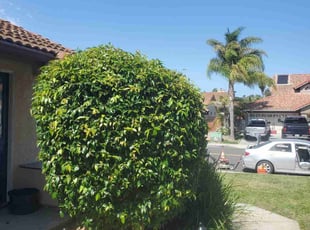 Bush Trimming by Brian Goodell for Frank T. in Oceanside, CA