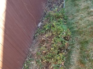 Leaf Removal by Jesse Ellwood for Kara M. in Denver, CO
