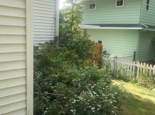 Bush Trimming by Mitch Melum for Gretchen C. in Madison, WI