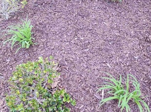 Cleanups by Pedro Guity for George B. in Chapel Hill, NC