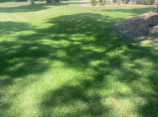 Martha F.'s Lawn Mowing service result