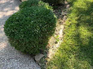 Bush Trimming by Hector Martinez for Kenneth L. in Richardson, TX