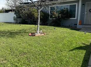 Frank T.'s Yard Cutting service result