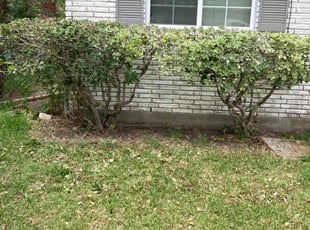 Anissa H.'s Bush Trimming service result