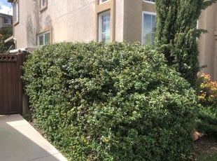 Bush Trimming by Cameron Butler for Anastacio A. in Murrieta, CA