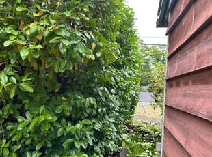 Bush Trimming by Arturo Arroyos for Tasha T. in Seattle, WA